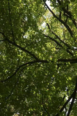 yoğun tepe örtüsü