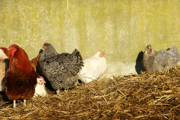 Hühner auf Stroh — Stockfoto