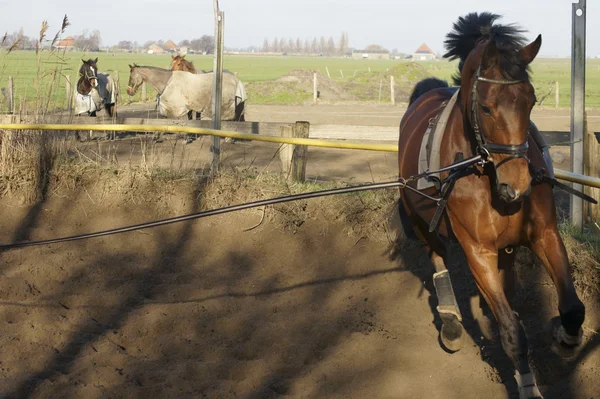 Horse Training — Stock Photo, Image