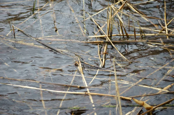 Water met riet — Stockfoto