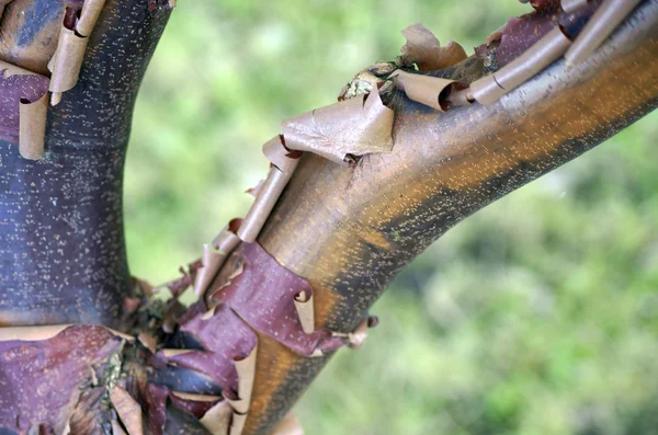 Paperbark esdoorn — Stockfoto