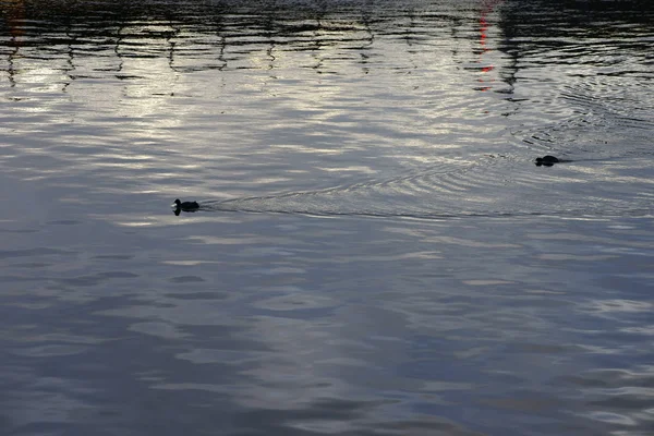 Coot on abstract water — Stock Photo, Image