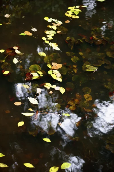 Hojas de otoño en el estanque — Foto de Stock