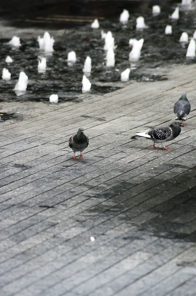 Pigeons at the fountain — Stock Photo, Image