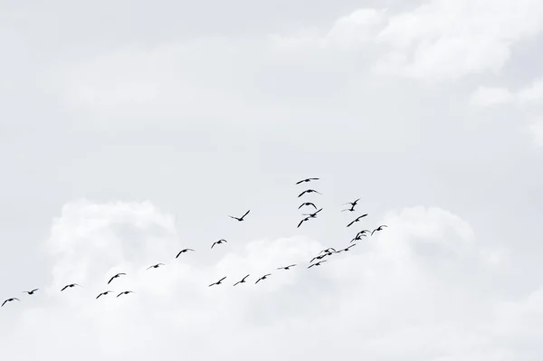 Flock of wild geese — Stock Photo, Image