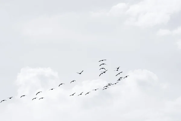 Flock of wild geese Stock Photo