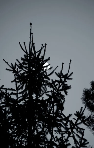 Повний місяць у сосновому лісі — стокове фото