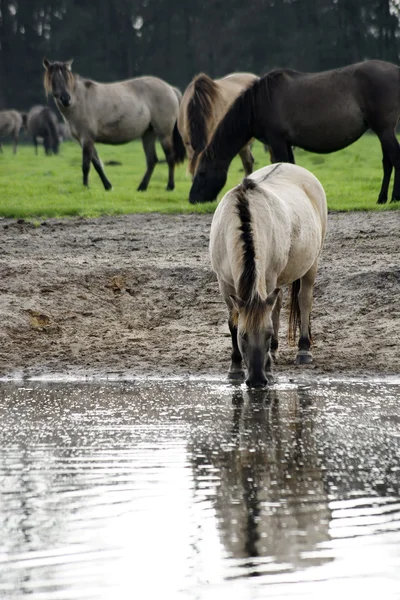 Horse at the watering — Stock Photo, Image