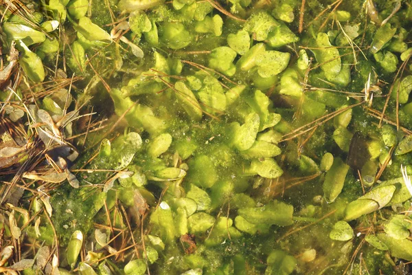 Пруд с водными растениями и водорослями — стоковое фото