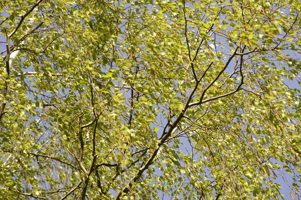 Wedelnde Blätter im Wind — Stockfoto