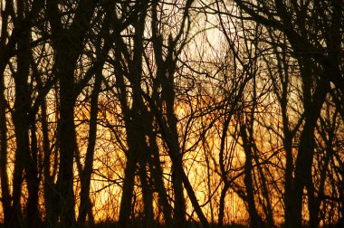 İltihaplı ağaçlar