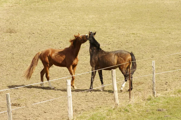 Caballos bulliciosos — Foto de Stock