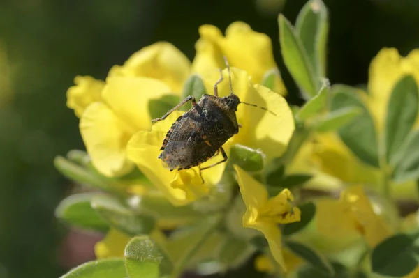 Insectos fedorentos Rhaphigaster nebulosa — Fotografia de Stock