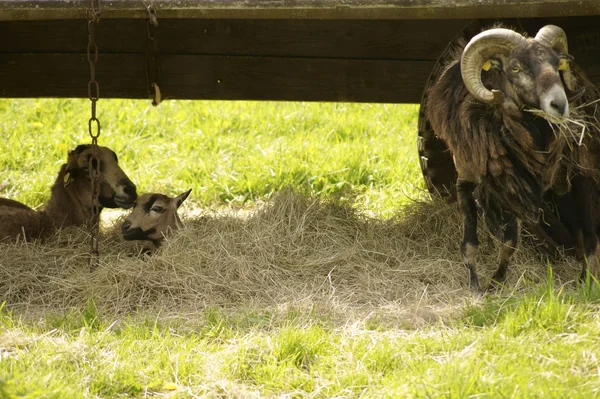 Goat family — Stock Photo, Image