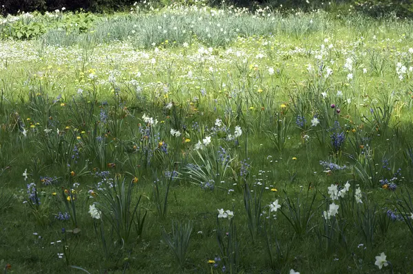 Flower meadow — Stock Photo, Image