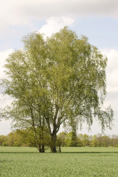 Hochsitz an der Birke — Stockfoto