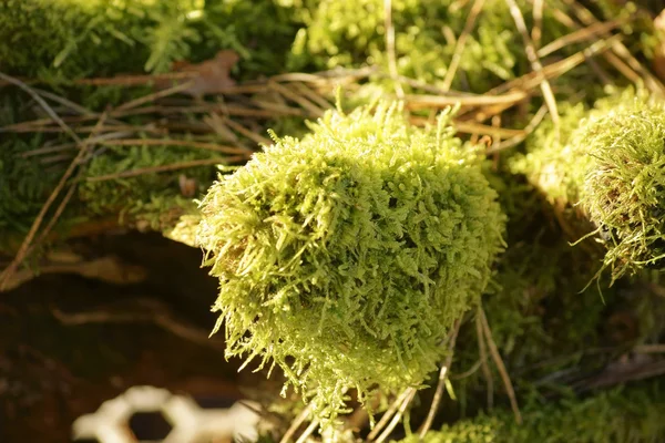 Fresh bed of moss in spring — Stock Photo, Image