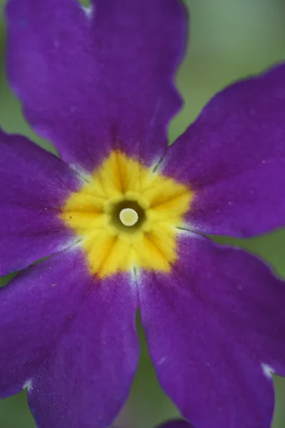 Primrose macro — Stockfoto