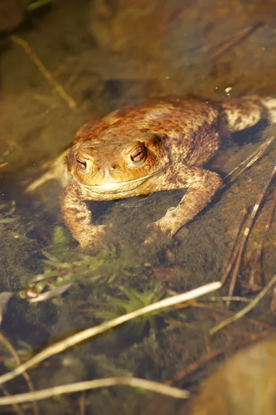 Sapo comum banhos de sol — Fotografia de Stock