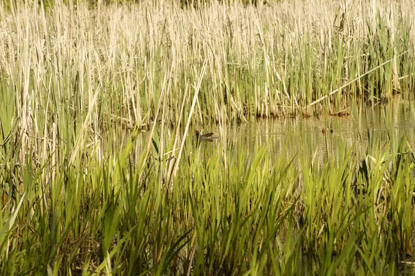 Moorhen umum — Stok Foto