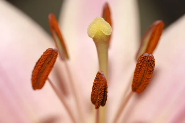 Bloem macro — Stockfoto