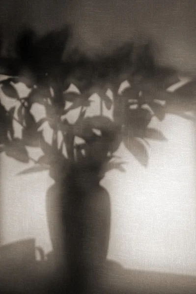 Τη σκιά του ένα λουλούδι βάζο — Φωτογραφία Αρχείου