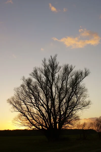 Entzündeter Baum — Stockfoto
