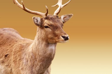 Kızıl geyik göl kenarında