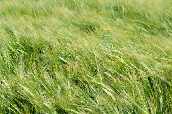 Wind in barley field — Stock Photo, Image