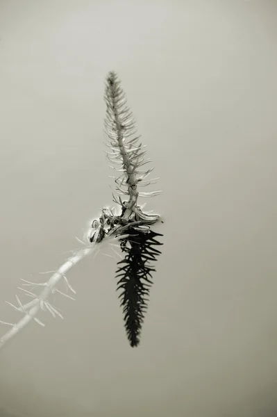 Cauda de égua espelhada — Fotografia de Stock