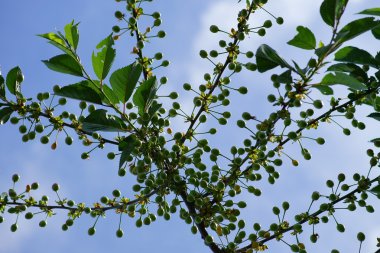 olgunlaşmamış kiraz