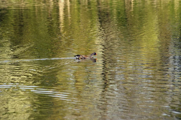 Ortak moorhen — Stok fotoğraf