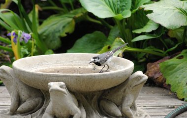 Beyaz kuyruksallayan