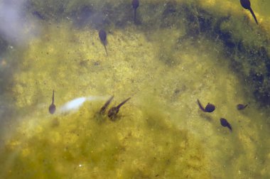 Kurbağa yavrularını su altında