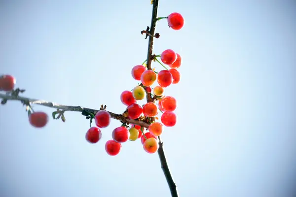 Ciliegie quasi mature — Foto Stock