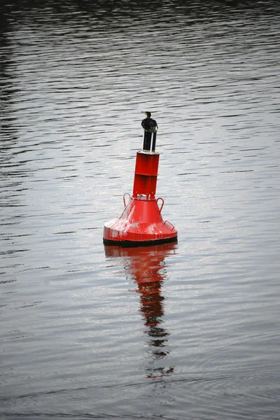 Aalscholver op boei — Stockfoto