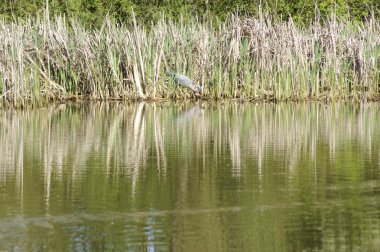 Balıkçıllar iç içe geçirme