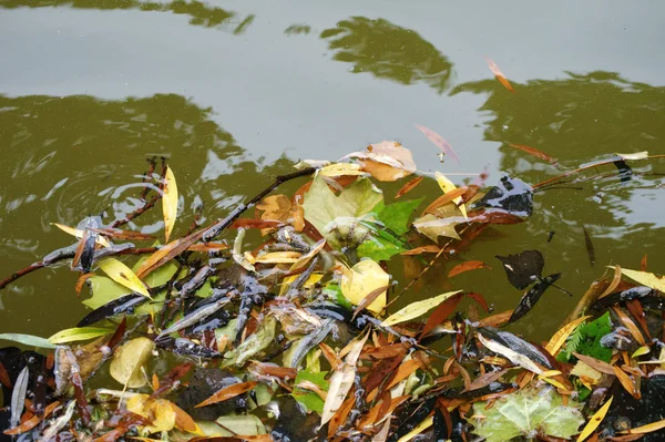 Полосатые листья — стоковое фото