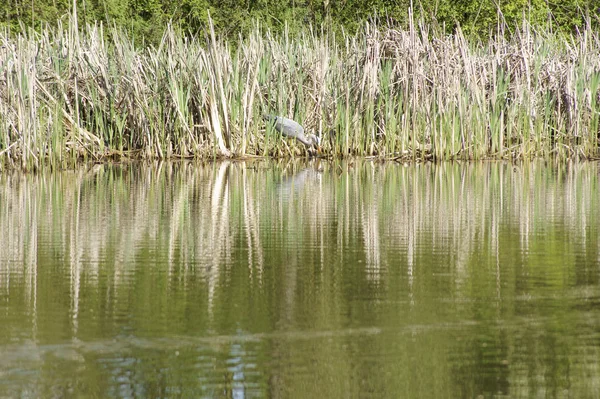 Reigers nesten — Stockfoto