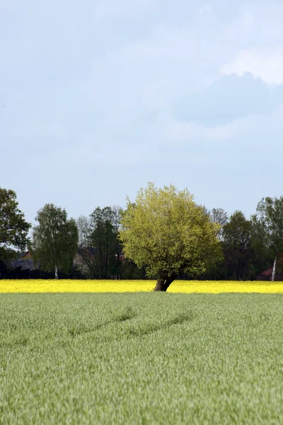 Wierzba na polu rzepaku — Zdjęcie stockowe