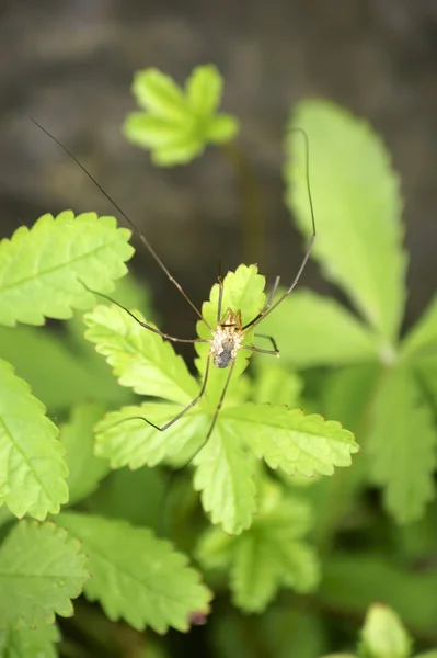 Harvestman — Zdjęcie stockowe