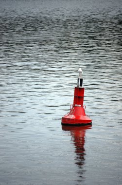 şamandıra üzerinde martı