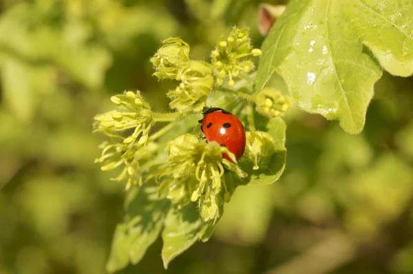 Ladybug on fresh green — Stock Photo, Image