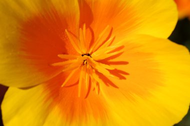 California haşhaş makro