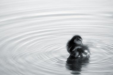 Dinlenme ördek yavrusu