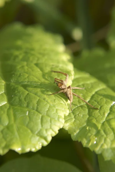 Nursery web spider — Stock Photo, Image