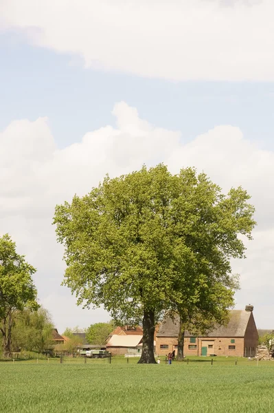 At the Old Oak Tree — Stock Photo, Image