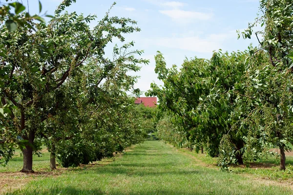 Cherry grove — Stock Photo, Image