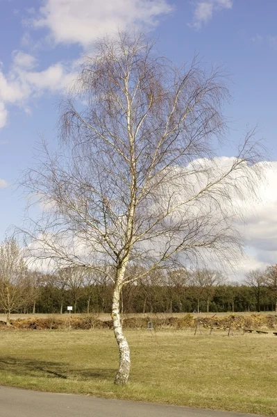 Birch wayside — Stock Photo, Image