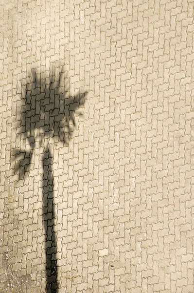 Palmové stíny — Stock fotografie